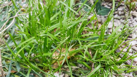 How To Remove Poa Annua From Your Lawn Sod Solutions