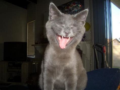 Caterville — Laughing Cats See More Lol Cats