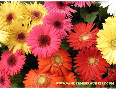 Check spelling or type a new query. Pictures Types Of Flowers - Widescreen HD Wallpapers ...