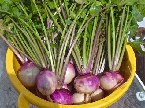 Growing Guide For Turnips Plant Care Tips