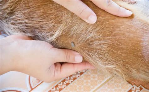 Flea Allergy In Dogs Signs Diagnosis Treatment And More Petsynse