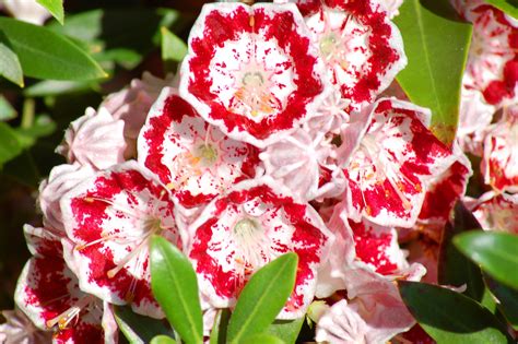 Both shrubs do well in partial or dappled shade, producing elegant white summer flowers: 30 Shrubs That Grow in Shade
