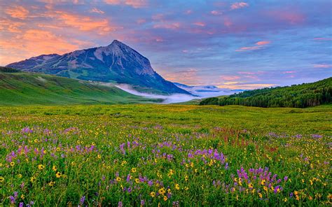 Hd Wallpaper Crested Butte Valley Yellow And Purple Wildflowers Rocky