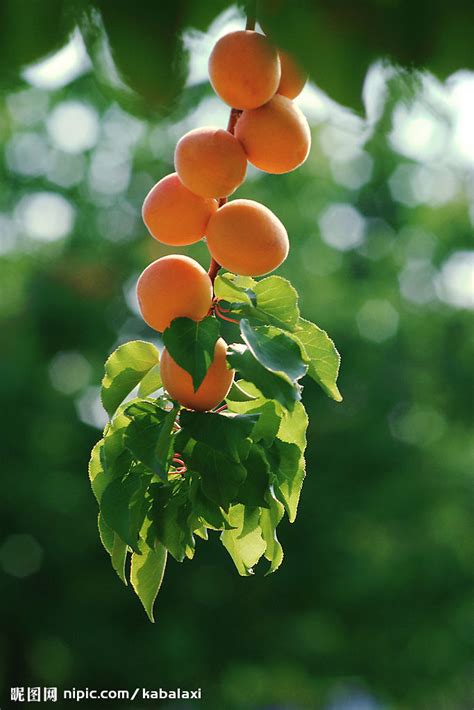 The information on www.nipic.com is presented based on your search that included the suffix of nipic. 杏子摄影图__水果_生物世界_摄影图库_昵图网nipic.com
