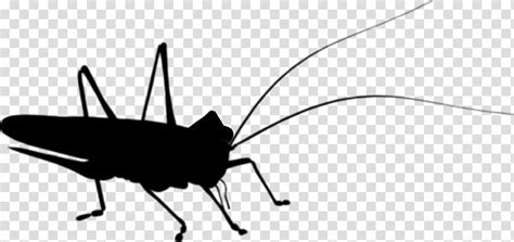 Black Cricket Insect Clipart Grasshopper Vector Cricket Insect