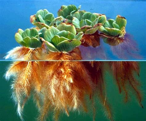 Floating Aquatic Plants And Oxygenators