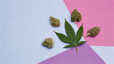 The history of Haze strains - Cannabis10x