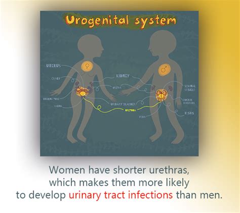 Urinary Tract Infections Manchester Urology Associates Pa