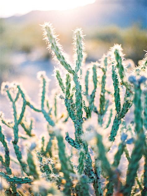 Close Up Of Cactus In Desert By Stocksy Contributor Daniel Kim