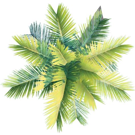 Palm Tree Plan Png