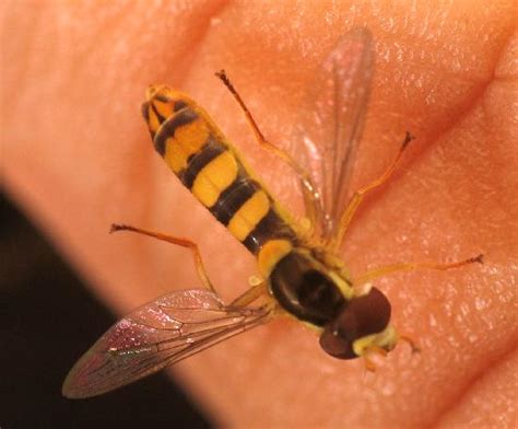 diptera true flies  backyard arthropod project