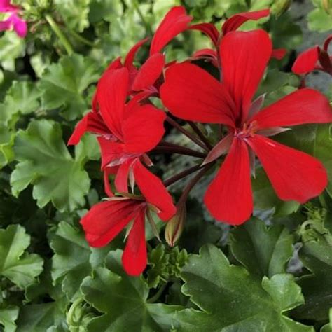 Vente De Géranium Retombant Super Cascade Rouge Horticulture