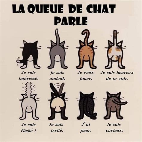 Épinglé par Ben sur Cats gods Astuces pour chat Language des chats