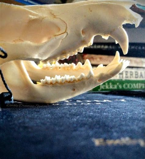 Virginia Opossum Skull By Bloodyvampire83 On Deviantart