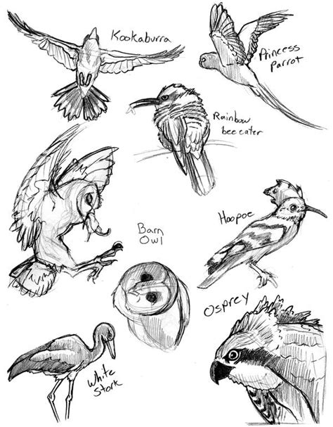 Animal Studies Birds By Gingco On Deviantart