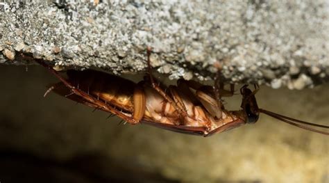 What Attracts Cockroaches 10 Things That Attract Them To Your Home