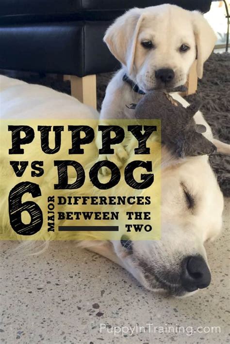 Should I Get A Puppy Or A Dog 6 Major Differences Between The Two