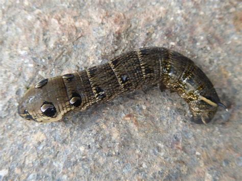Bei der gemüseeule handelt es sich um einen vorwiegend nachtaktiven schmetterling, der. Raupen im Garten - Spittal