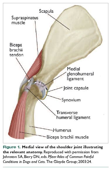 The tendons and the muscles come next. Shoulder Anatomy Biceps Tendon : Shoulder Exercises I ...