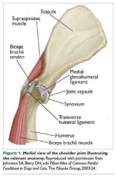 In order to understand this condition it is important to understand the anatomy and function of the shoulder. Canine Forelimb Anatomy - Anatomy Diagram Book