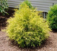 It was planted 7 years ago and is now getting too close to the driveway. Pruning an Overgrown Gold Thread Cypress | eHow | Evergreen shrubs, Evergreen shrubs full sun ...