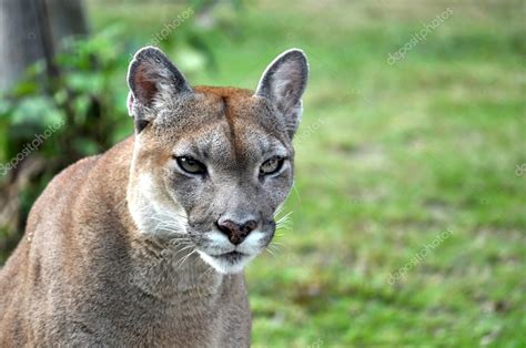 The Cougar — Stock Photo © Mazikab 40028723