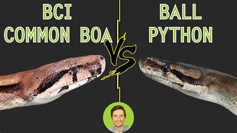 Ball Python Vs Common Boa Bci Head To Head Dog Potato