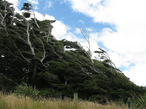 The Twisted Trees Of Slope Point ~ Kuriositas