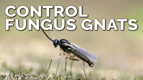 How To Control Fungus Gnats For Good Full Guide