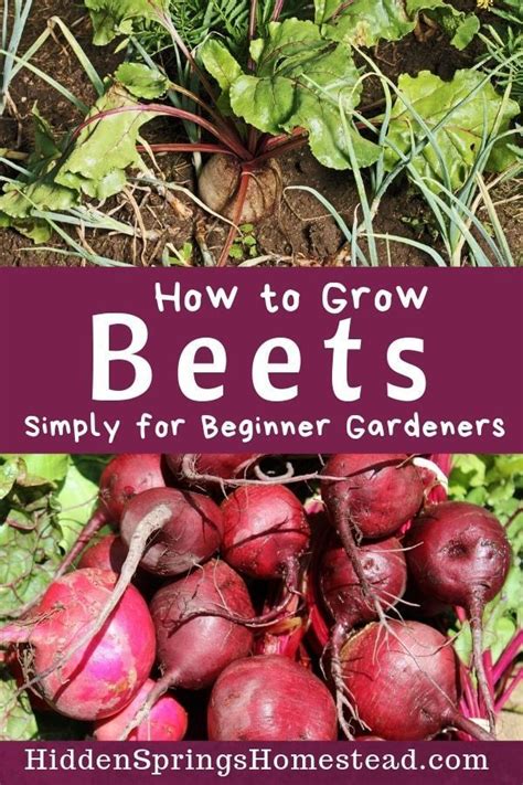 Tips For Growing Beets From Seed To Harvest How To Store And Care For