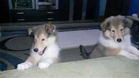 Rough Collie Puppies 8 Weeks Old Playing At Home Youtube