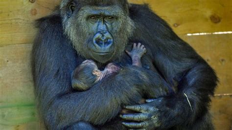 Baby Gorilla Born At Bristol Zoo Bbc News