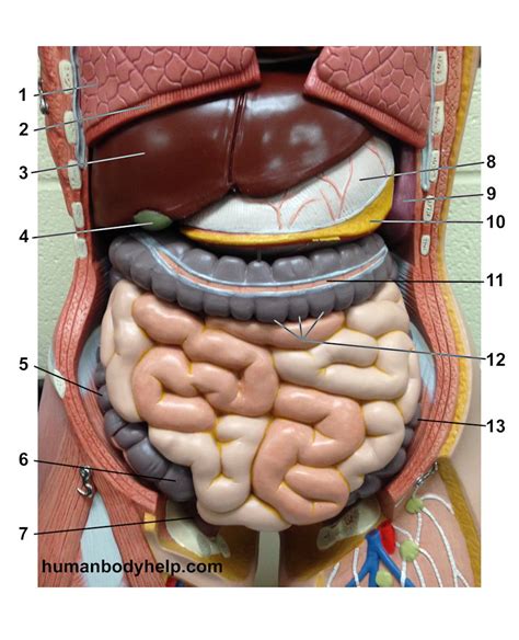 Diagram Of The Human Torso Model Abdominal Cavity No Liver Stomach
