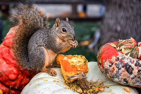 Hungry Squirrel This Squirrel Was Enjoying A Gourd Feast Flickr