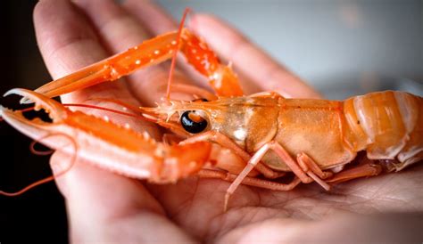 Norwegian Lobster Profile Traits Biology Lifecycle Diets