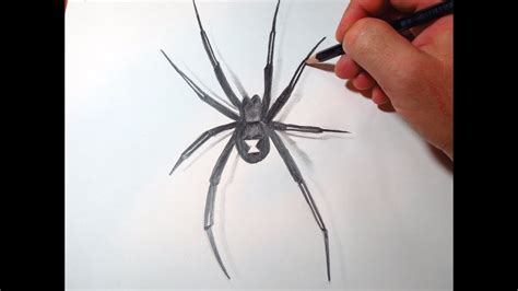 Simple Black Widow Spider Drawing Realistic Spider Drawing 素描 插画