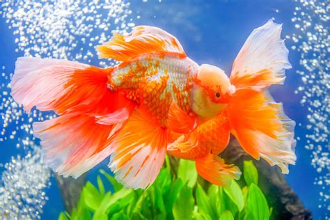 9 Colorful Facts About Goldfish Mental Floss