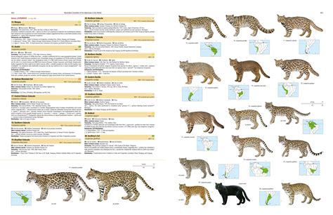 Illustrated Checklist Of The Mammals Of The World Lynx Edicions