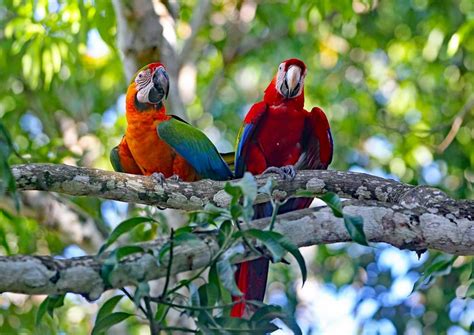 864300 Parrots Ara Genus Birds Two Branches Rare Gallery Hd