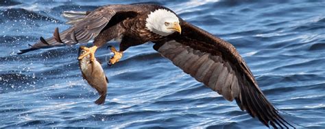 Eagle Bird Catching Fish Fishing Outdoor Jack