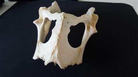 Need Help Identifying This Strange Skull Skulls