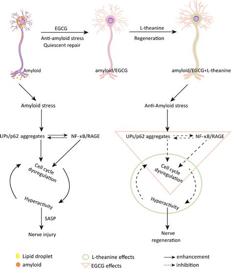 Frontiers Synergistic Effects Of Epigallocatechin Gallate And L