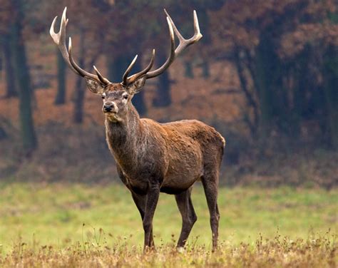 Hunting In Connecticut 5 Things To Know About Hunting On