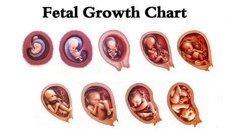 Pregnancy Baby Growth Chart Latest News