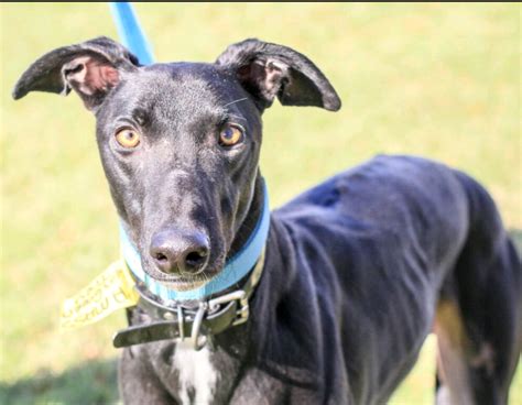 With over 2000 completed adoptions being a testament to the success of our processes. Available Dogs - Greyhound Pets of America Massachusetts ...