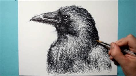 Drawing A Raven Ballpoint Ink Pen Drawing Scribble Art
