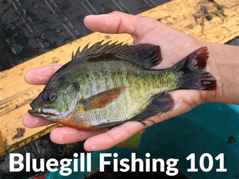 How To Catch Bluegills Bluegill Fishing 101 Finish Tackle
