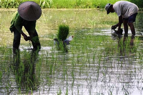 Petani Gambar Pertanian Animasi Gambar Peta