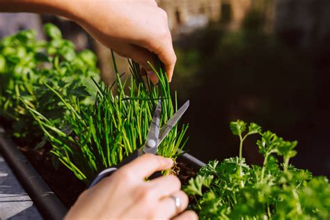 How To Harvest Chives Without Killing The Plant Outdoor Happens