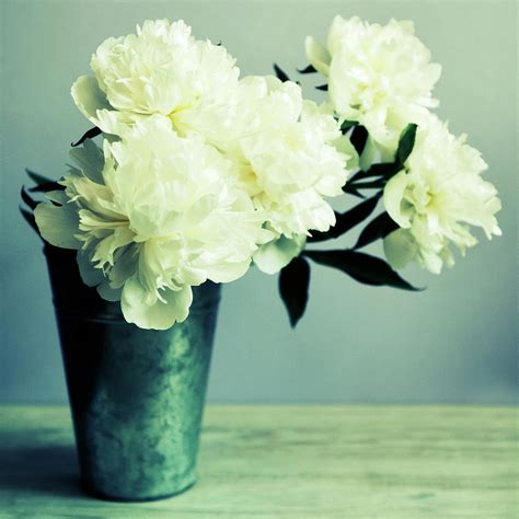 Bunch Of White Peonies In Vase Photograph By Tom Quartermaine Fine